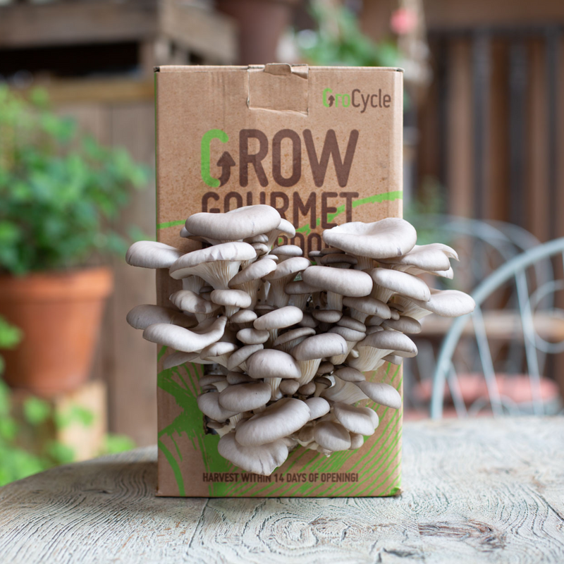 GroCycle Oyster Mushroom Grow Kit