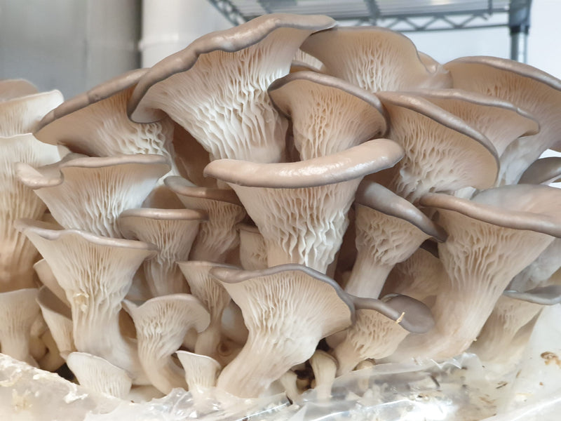 Oyster Mushroom Ready to Fruit Substrate Blocks (2 x 12kg Blocks)