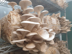 Oyster Mushroom Ready to Fruit Substrate Blocks (2 x 12kg Blocks)