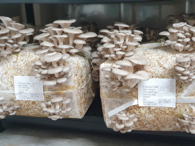 Oyster Mushroom Ready to Fruit Substrate Blocks (2 x 12kg Blocks)