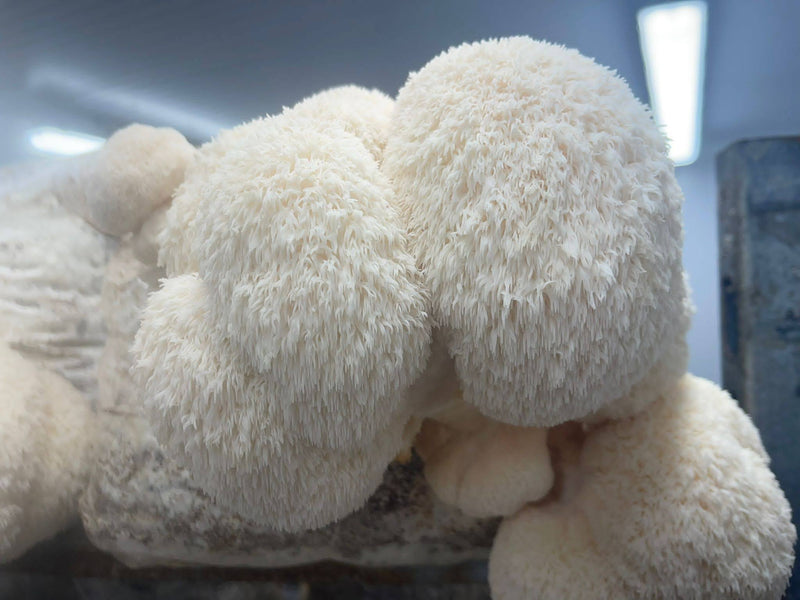 Lions Mane Ready to Fruit Substrate Blocks (3 x 4.5Kg Blocks)